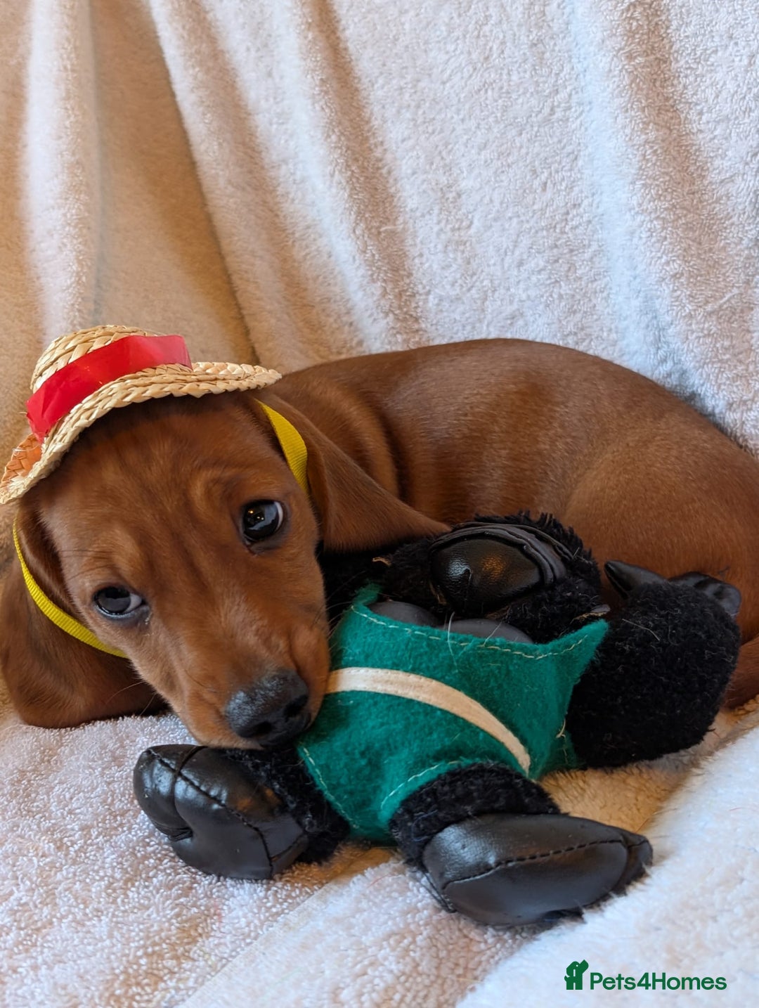 Miniature Dachshund dogs for sale: Ready to leave Miniature dachshunds cearphilly  - Image 13
