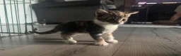 Mixed Breed cats for sale: 4 kittens looking for their forever home - Advert 27