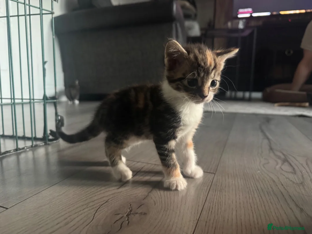 Mixed Breed cats for sale: 4 kittens looking for their forever home - Advert 27
