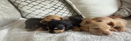Dachshund dogs for sale: Cream dachshund puppies long hair  - Advert 4