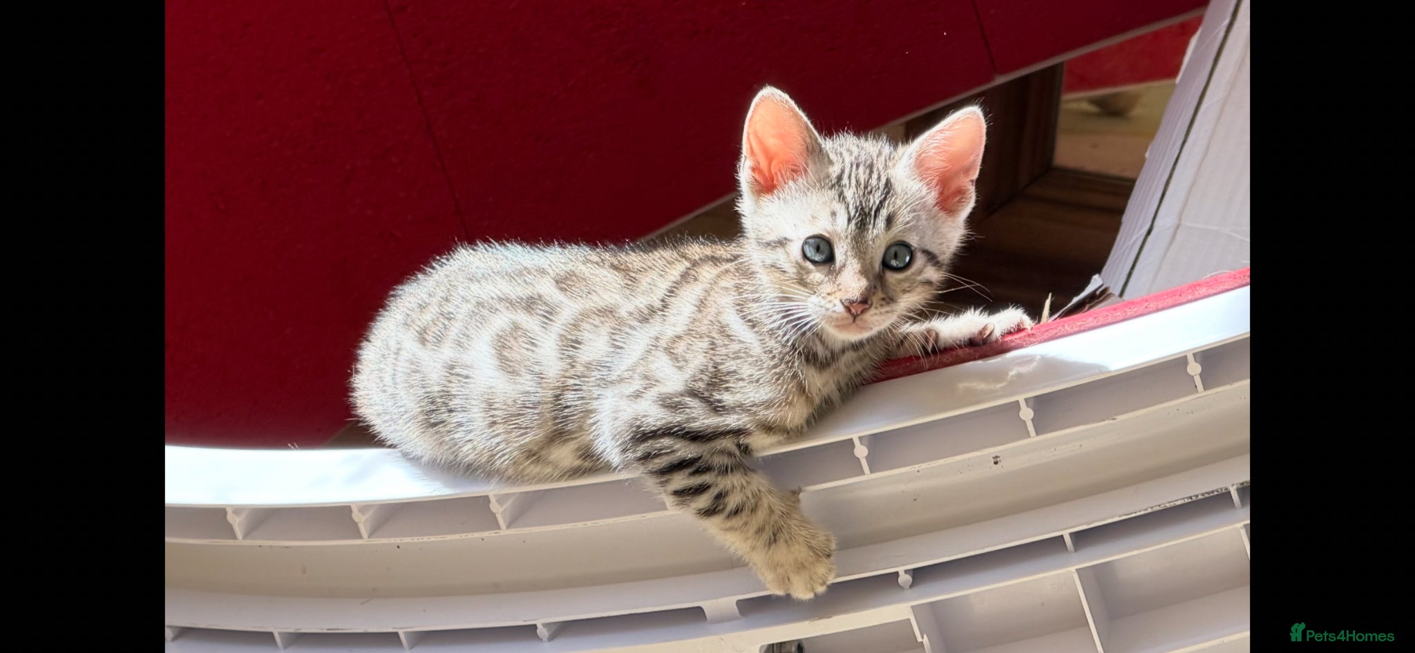 Bengal cats for sale: BENGAL 🔥 KITTENS TICA REGISTERED  - Advert 2