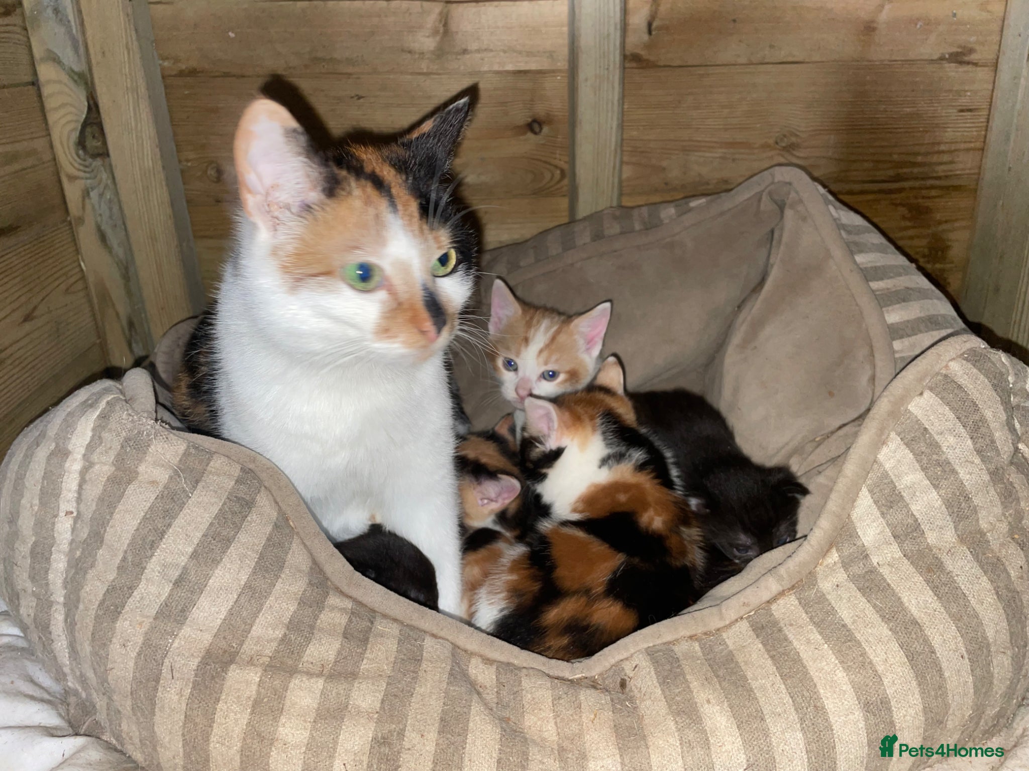 British Shorthair cats for sale: Gorgeous boys and girl kittens  - Advert 1