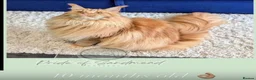 Maine Coon cats for sale: Family Raised Russian Maine Coons  - Advert 14