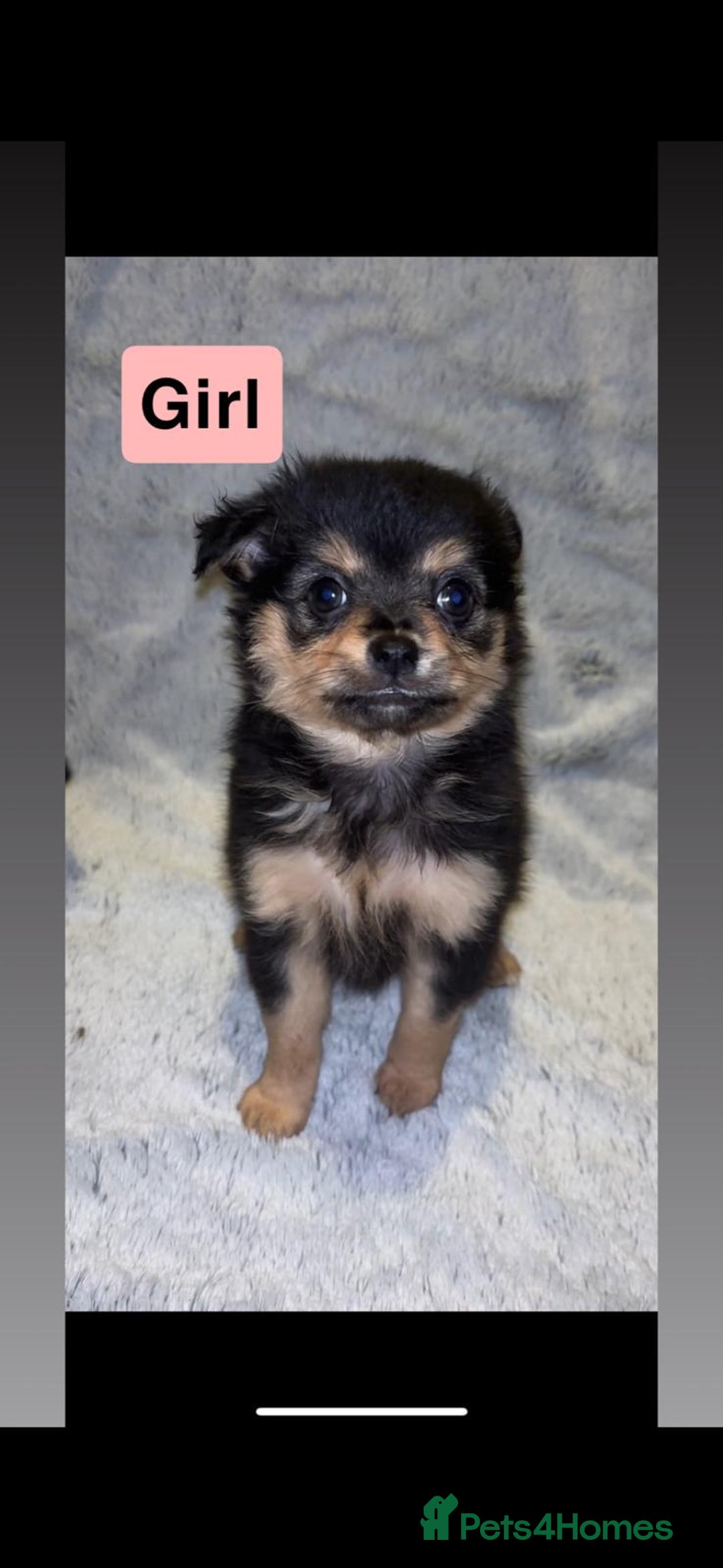 Pomchi dogs for sale: Beautiful Pomch puppies - Advert 2