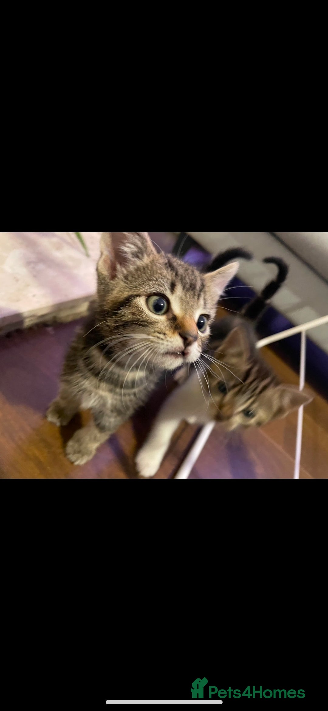 Mixed Breed cats for sale: 4 lovely male kittens - Advert 8