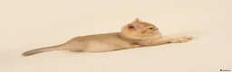 British Longhair cats for sale: TICA registered BLH & BSH Kittens - Advert 9