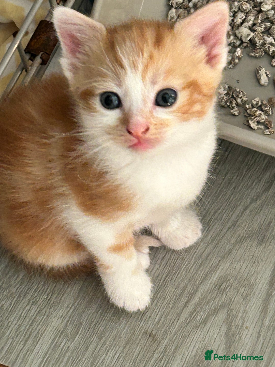 British Shorthair cats for sale: Four beautiful kittens - Image 10