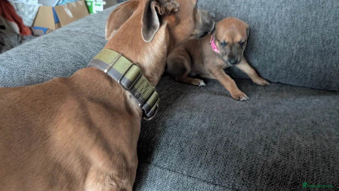 Mixed Breed dogs for sale: Lurcher  - Advert 9