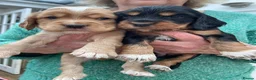 Cocker Spaniel dogs for sale: Golden Cocker spaniel boy KC reg - Ready to leave - Advert 8
