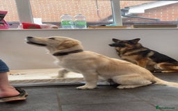 German Shepherd dogs for sale: Bella is looking for forever home - Image 19
