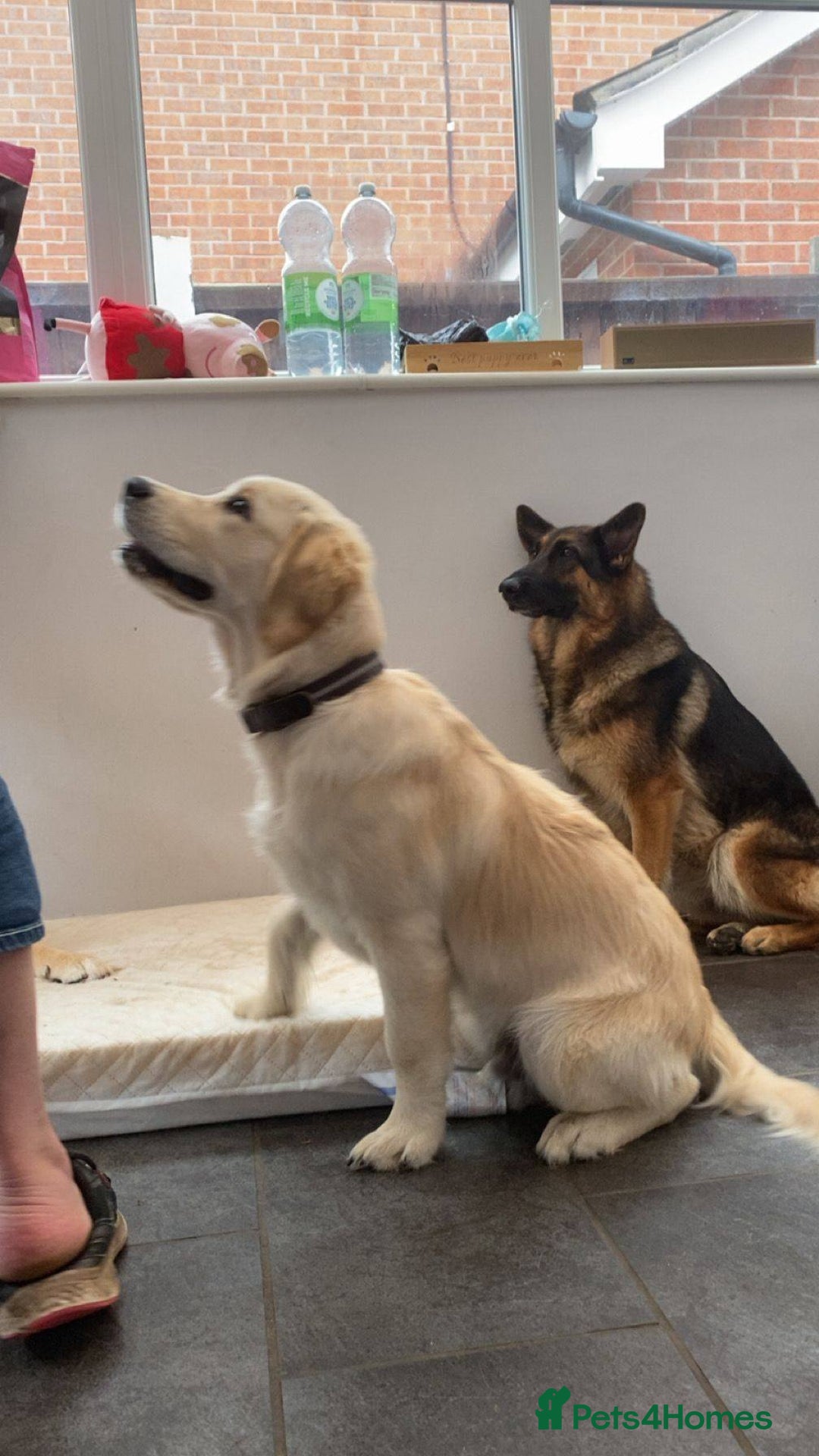 German Shepherd dogs for sale: Bella is looking for forever home - Image 19
