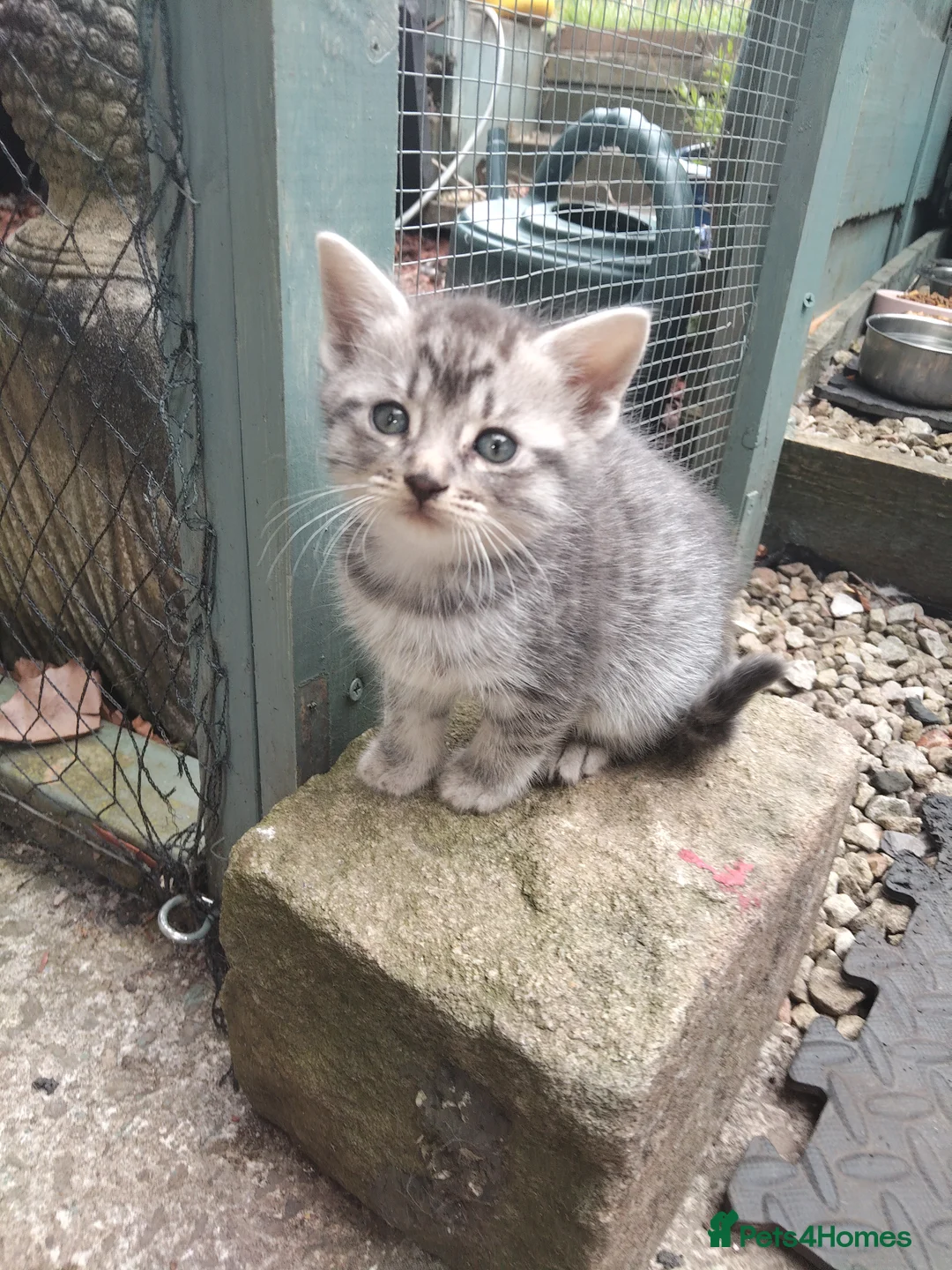Mixed Breed cats for sale: Tabby kittens  - Advert 1