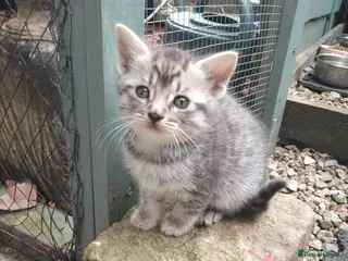 Mixed Breed cats Tabby kittens - Advert 1