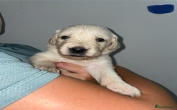Golden Retriever dogs for sale: Golden Retriever Puppies for Sale - Image 11