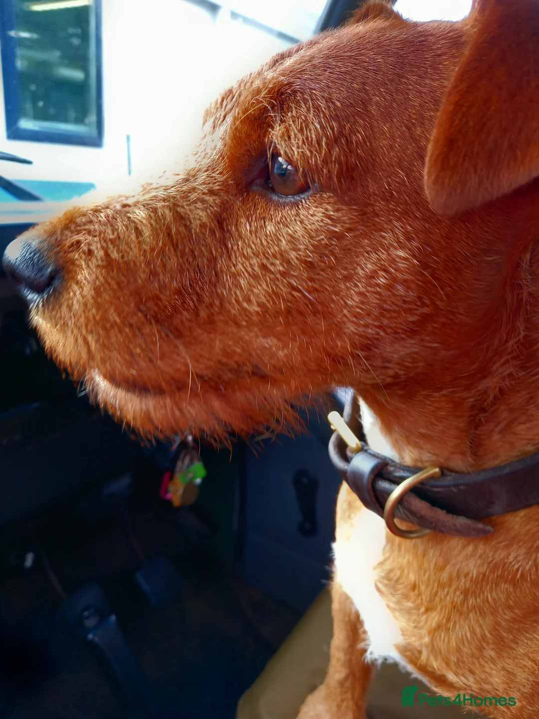 Lakeland Terrier dogs for stud: Stunning Red Lakeland Terrier from working lines in Newark - Advert 2