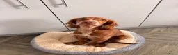 Cocker Spaniel dogs for sale: Lainey  - Advert 3