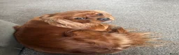 Cavalier King Charles Spaniel dogs for sale: 2 Year Old Cavalier King Charles Spaniel in Leigh - Advert 3
