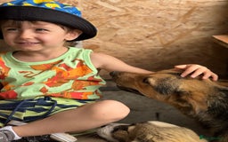 Mixed Breed dogs for adoption: Meet Lovely little LOTTIE! she needs a Loving Home - Image 31