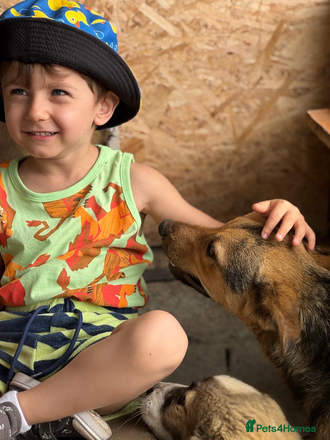 Mixed Breed dogs for adoption: Meet Lovely little LOTTIE! she needs a Loving Home - Image 31