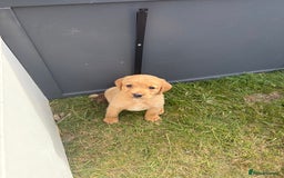 Labrador Retriever dogs for sale: Labrador puppies - Image 4