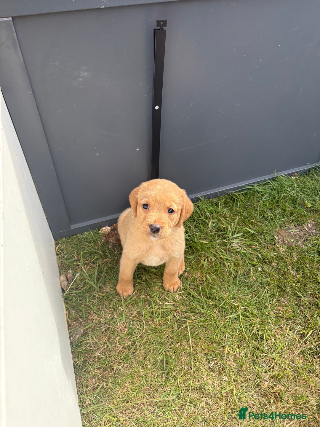 Labrador Retriever dogs for sale: Labrador puppies - Image 4