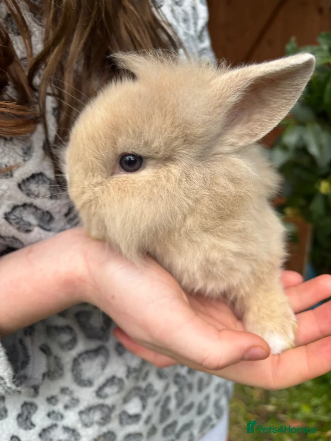 Lionhead rabbits for sale: Baby Lionhead rabbits in Poole - Advert 11