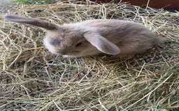 Lionhead rabbits for sale: Lion head x mini lop  - Image 18