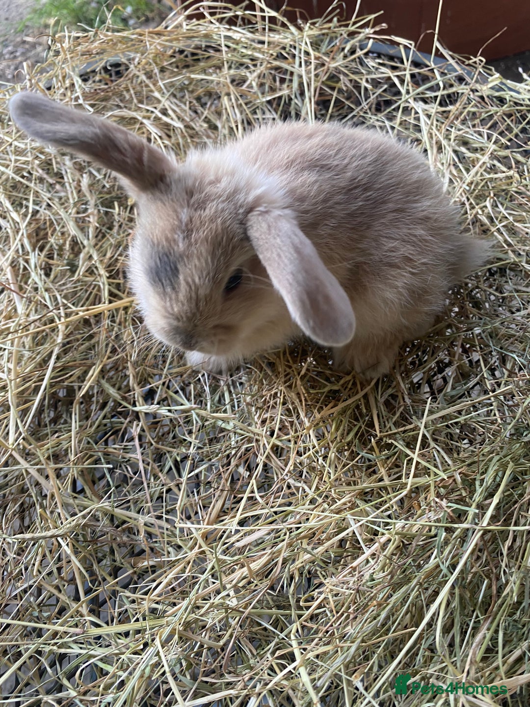 Lionhead rabbits for sale: Lion head x mini lop  - Image 18