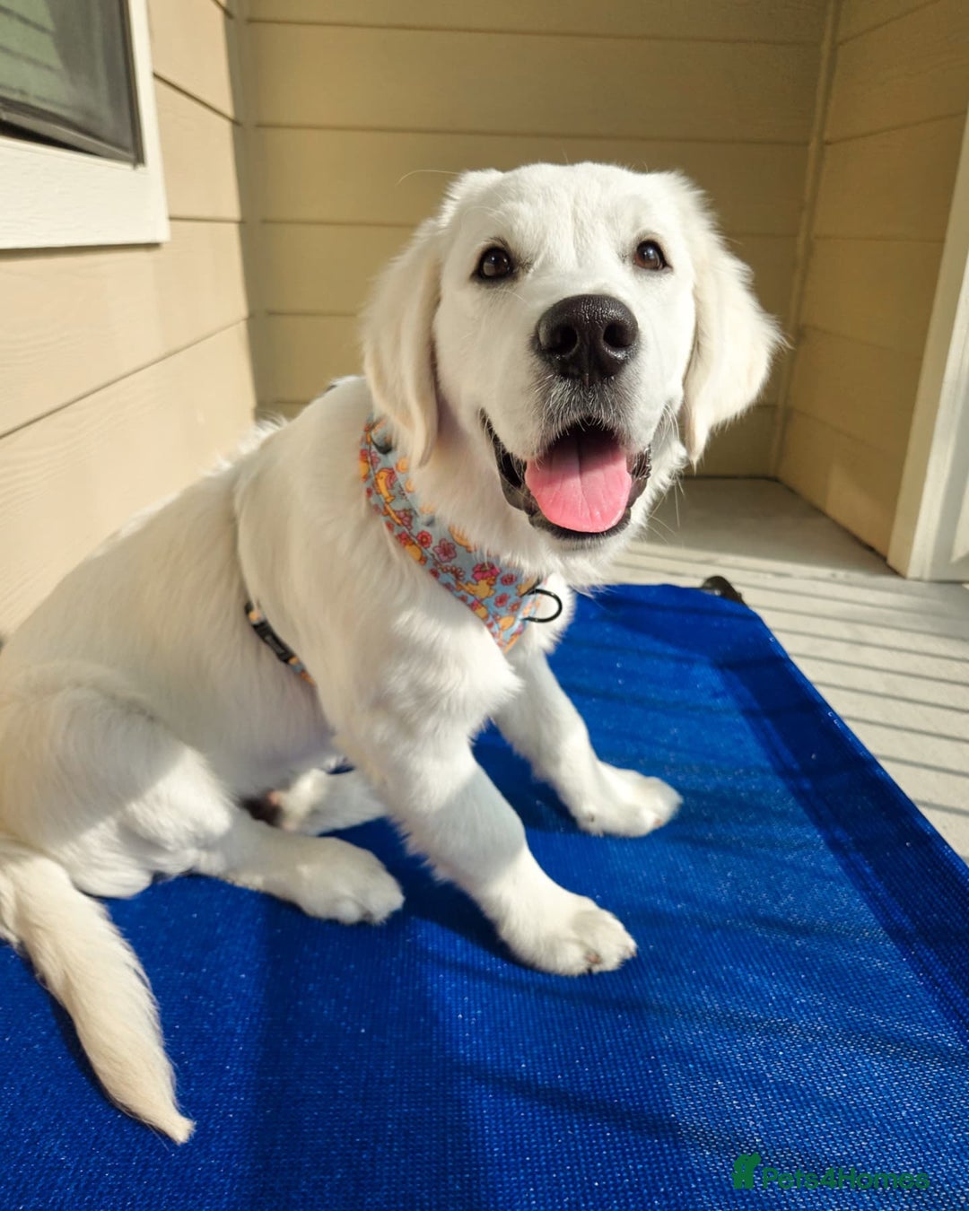Golden Retriever dogs for sale: Cute Golden Retriever Male - Image 4
