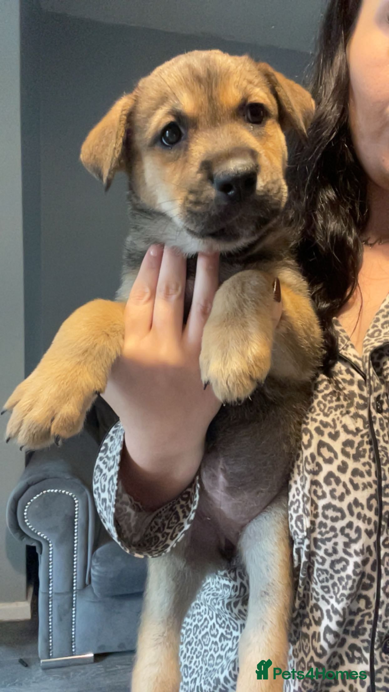 Mixed Breed dogs Rottweiler x Akita puppies  - Advert 2