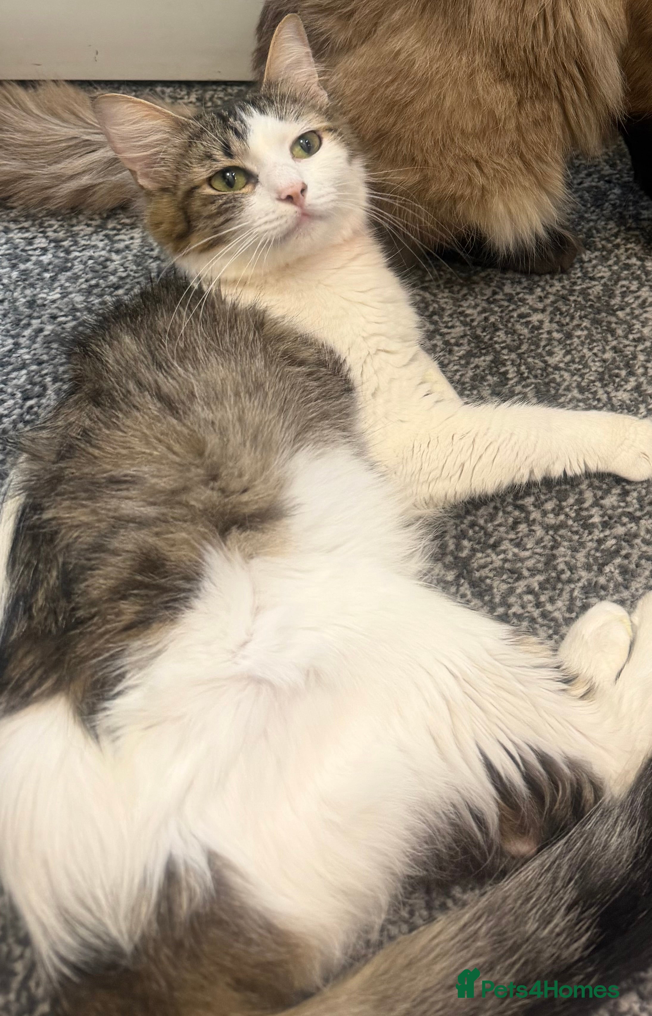 Mixed Breed cats Coco x ragdoll - Advert 3