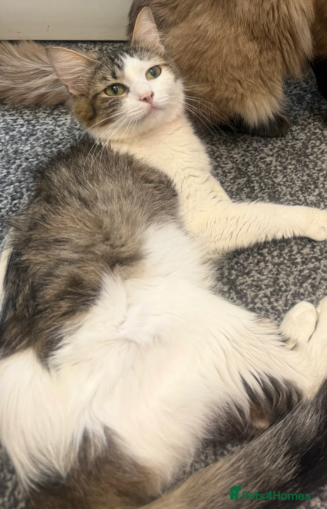 Mixed Breed cats for sale: Coco x ragdoll - Advert 1