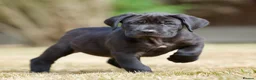 Presa Canario dogs for sale: BLACK PRESA PUPS - Advert 2