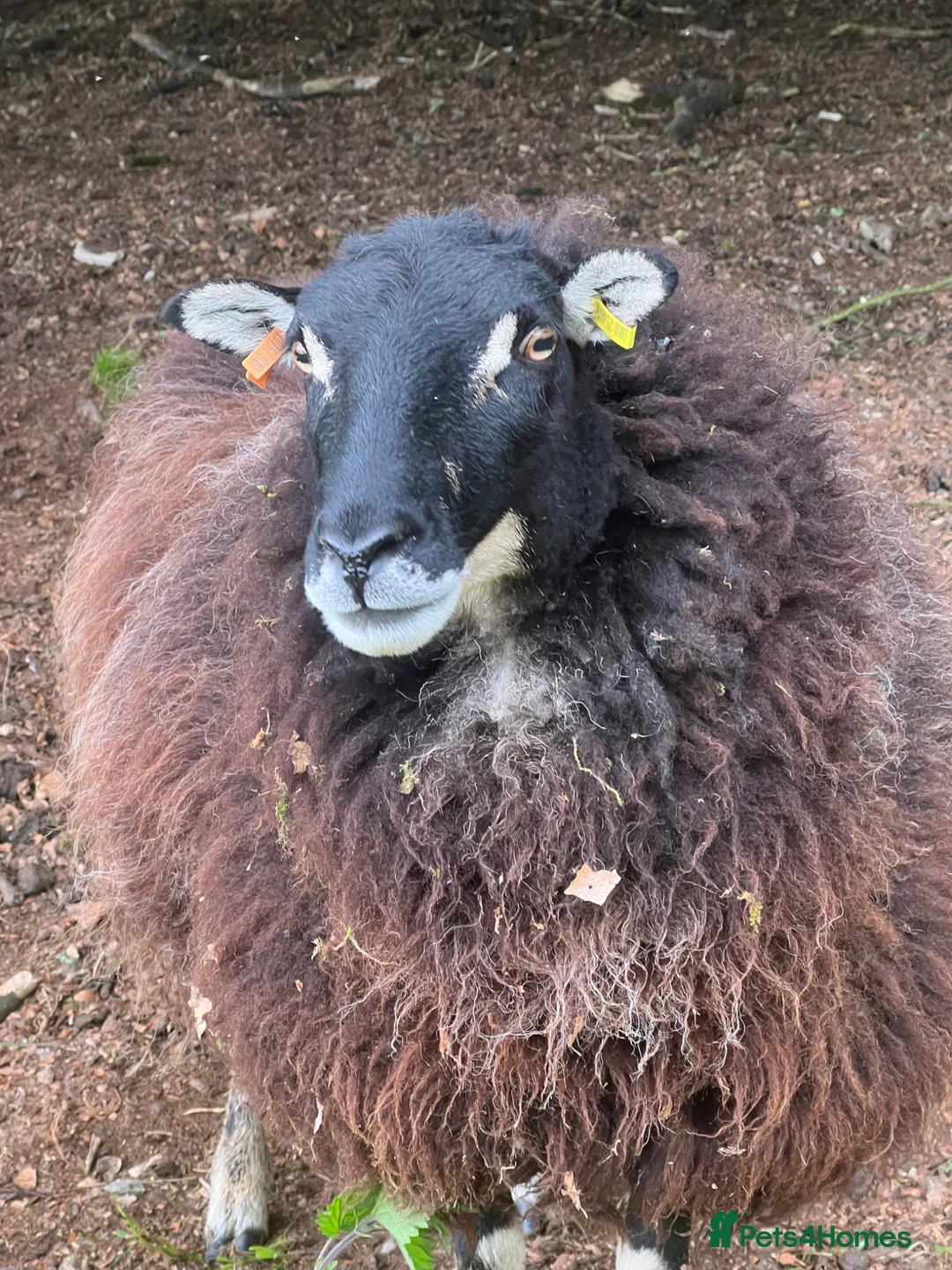 Sheep livestock for sale: Mixed flock of great lawnmowers  - Advert 1