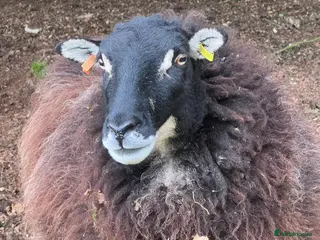 Sheep livestock Mixed flock of great lawnmowers - Advert 8