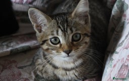 Bengal cats for sale: Stunning Spotted Bengal Cross Girl - Image 1