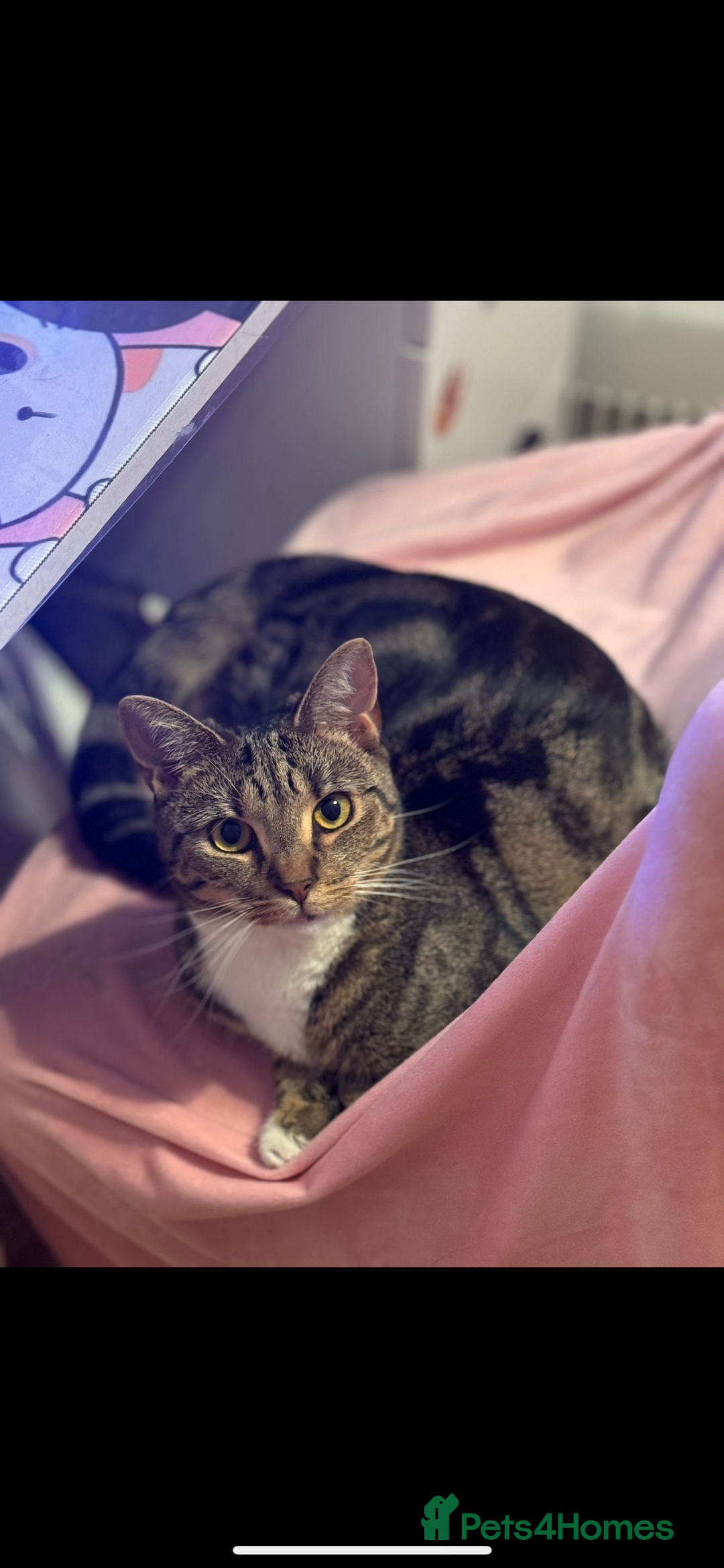 American Shorthair cats for sale: American shorthair tabby cat - Advert 3