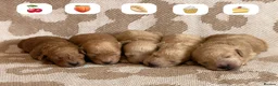 Miniature Poodle dogs for sale: 🤎🐶miniature poodles🐶🤎 - Advert 5