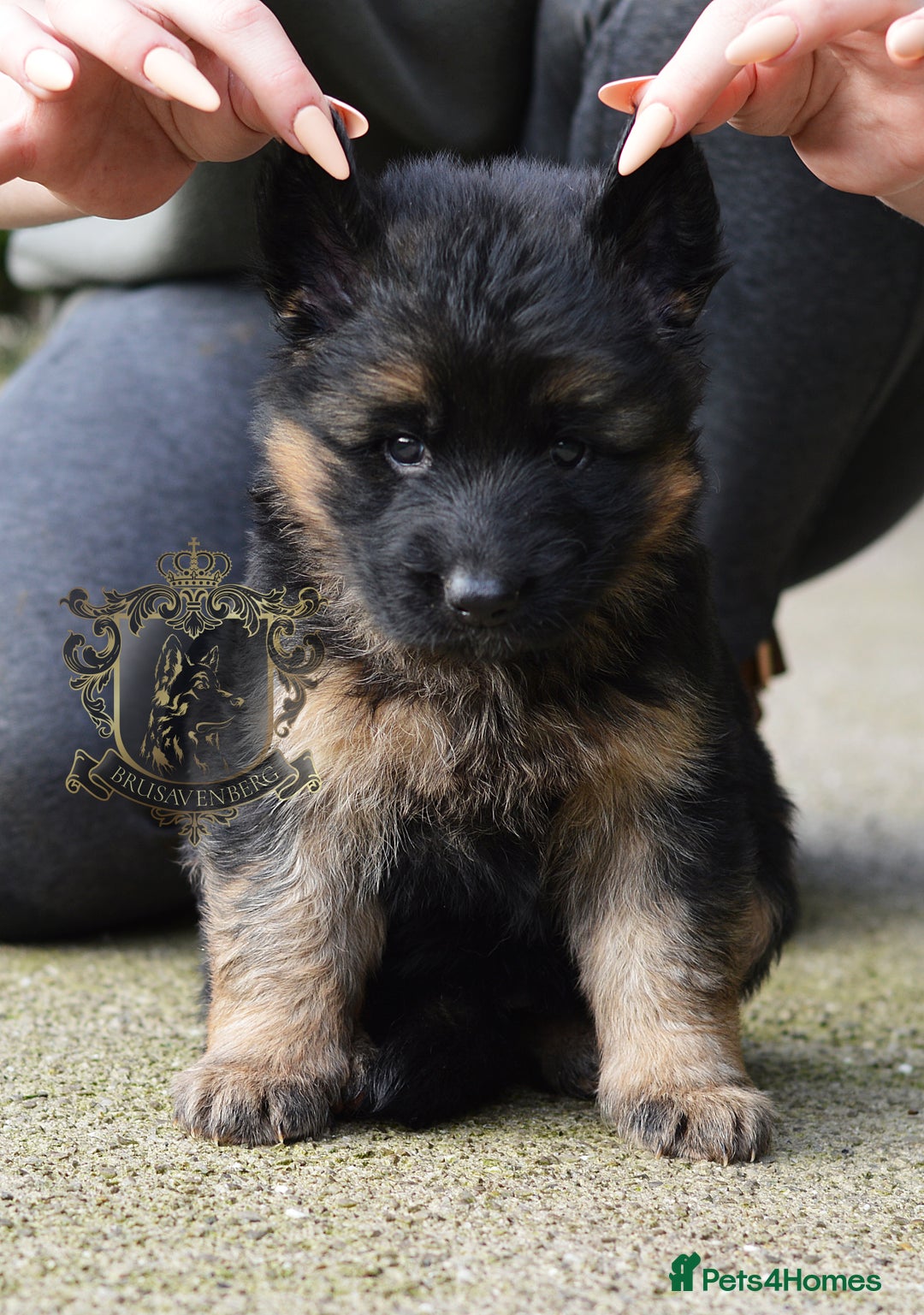 German Shepherd dogs for sale: LONGHAIRED GSD PUPPIES - Advert 8