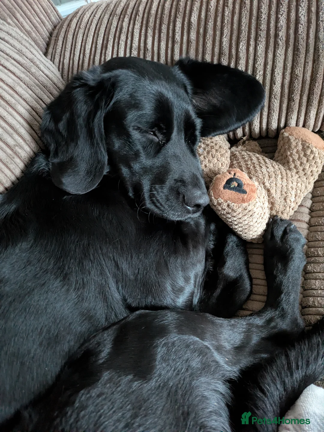 Springador dogs for sale: 3 year old female Springador - Advert 4