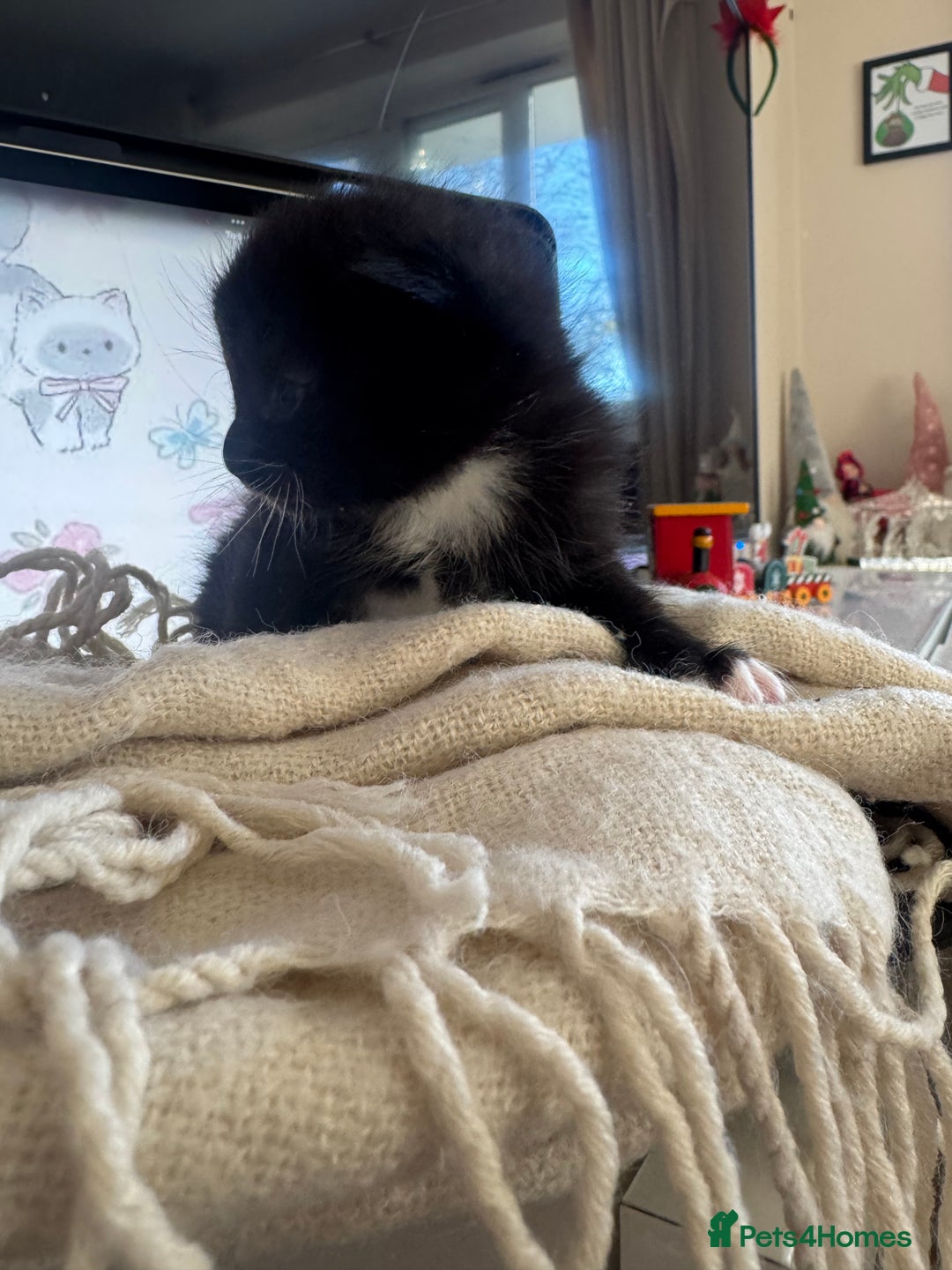 British Shorthair cats for sale: Adorable kittens - Advert 4