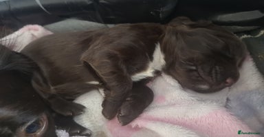 English Springer Spaniel dogs - Advert 2
