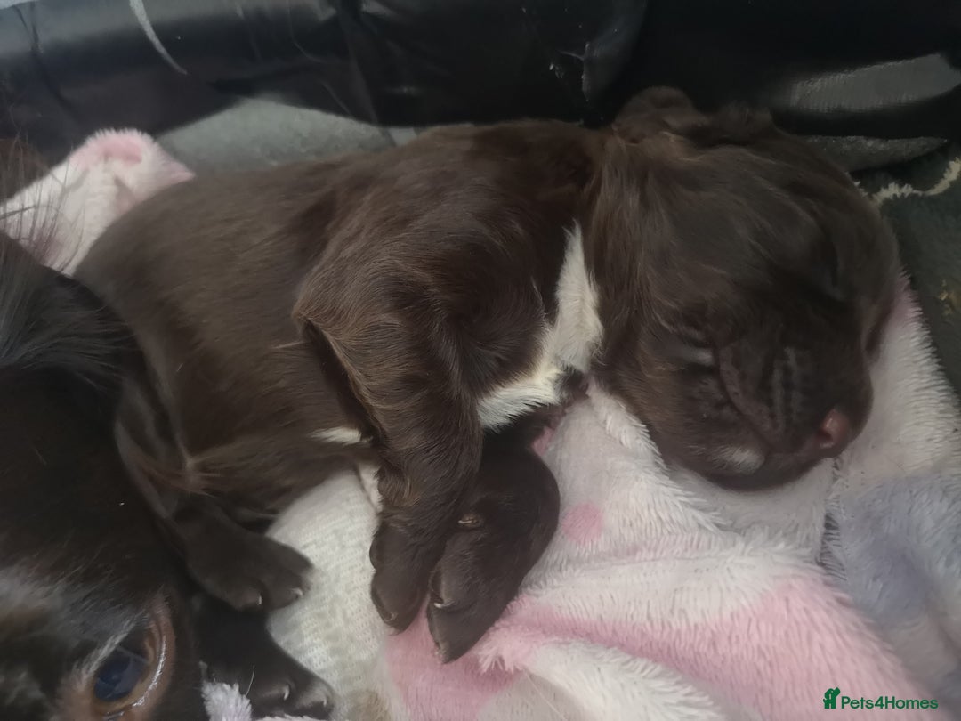 English Springer Spaniel dogs for sale: Beautiful springer Spainel pups. Ready 01/11/25 - Image 3