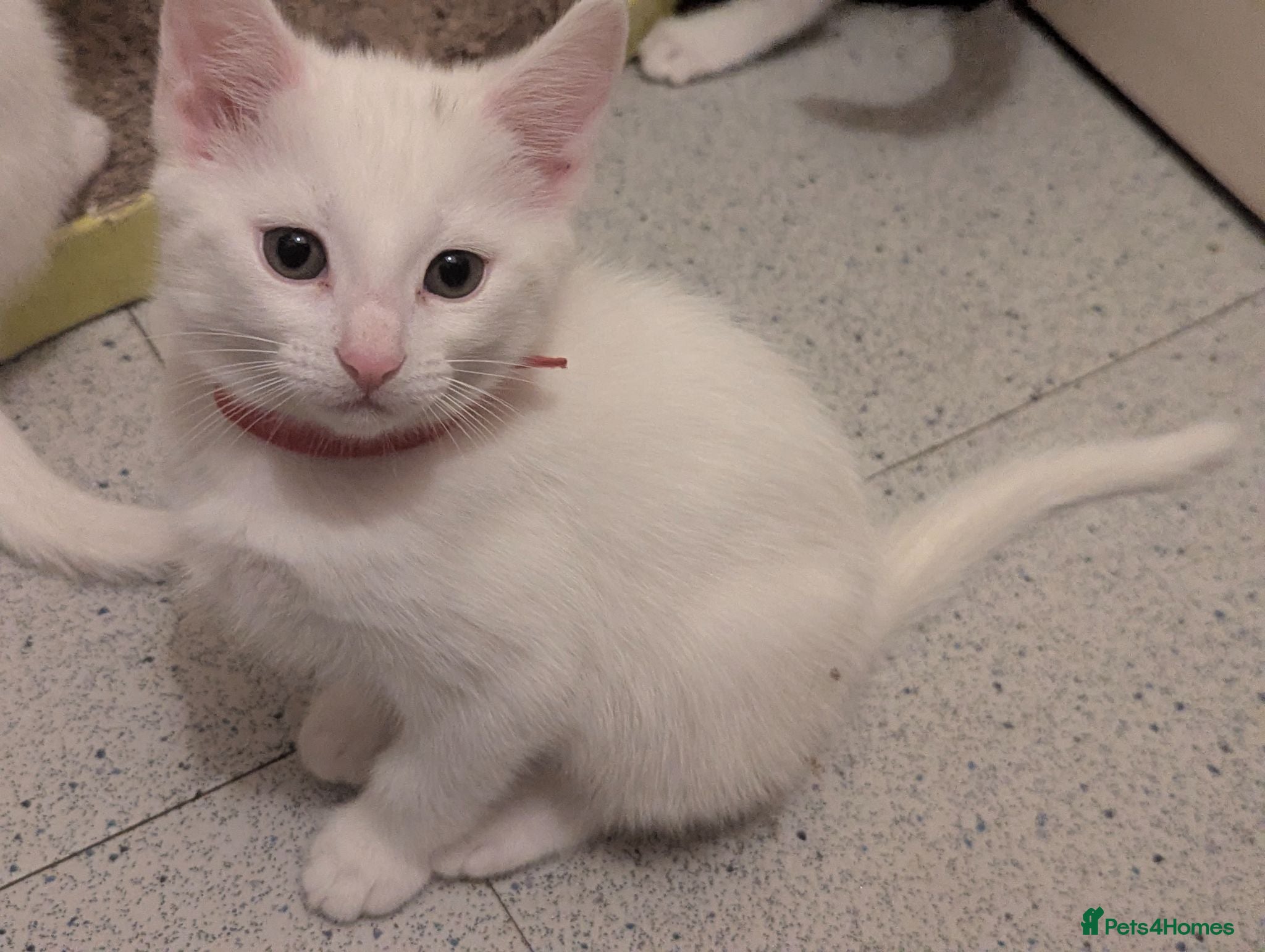Mixed Breed cats 9wk old-inc Deflea & Deworm & microchip included x - Advert 6