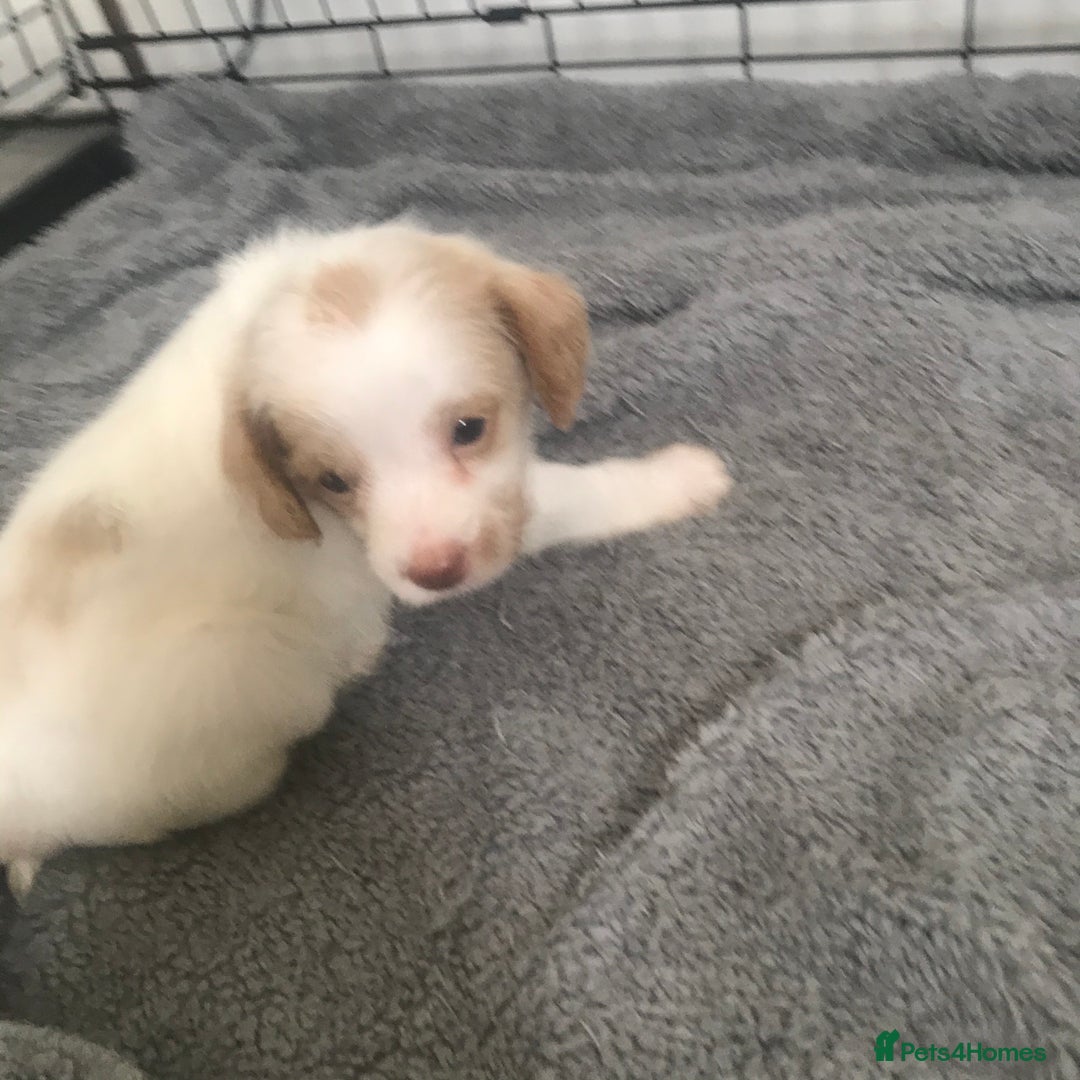Mixed Breed dogs for sale: Mini poodle mix pups ready for forever homes - Image 9