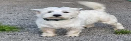 West Highland Terrier dogs for sale: Cute & Bouncy Westie Babes  - Advert 4