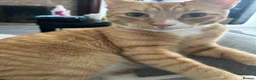 American Shorthair cats for sale: Meet Tigs - Advert 4