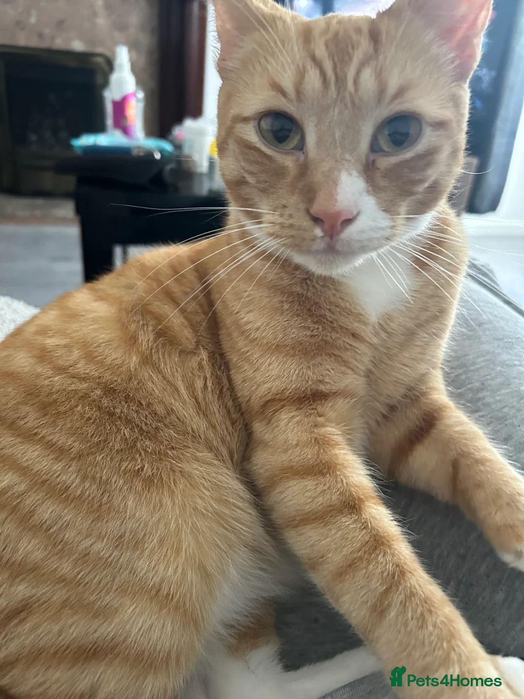 American Shorthair cats for sale: Meet Tigs - Advert 4