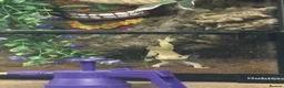 Gecko reptiles for sale: 2 year old Male Crested Gecko with Full Set Up in St. Neots - Advert 2