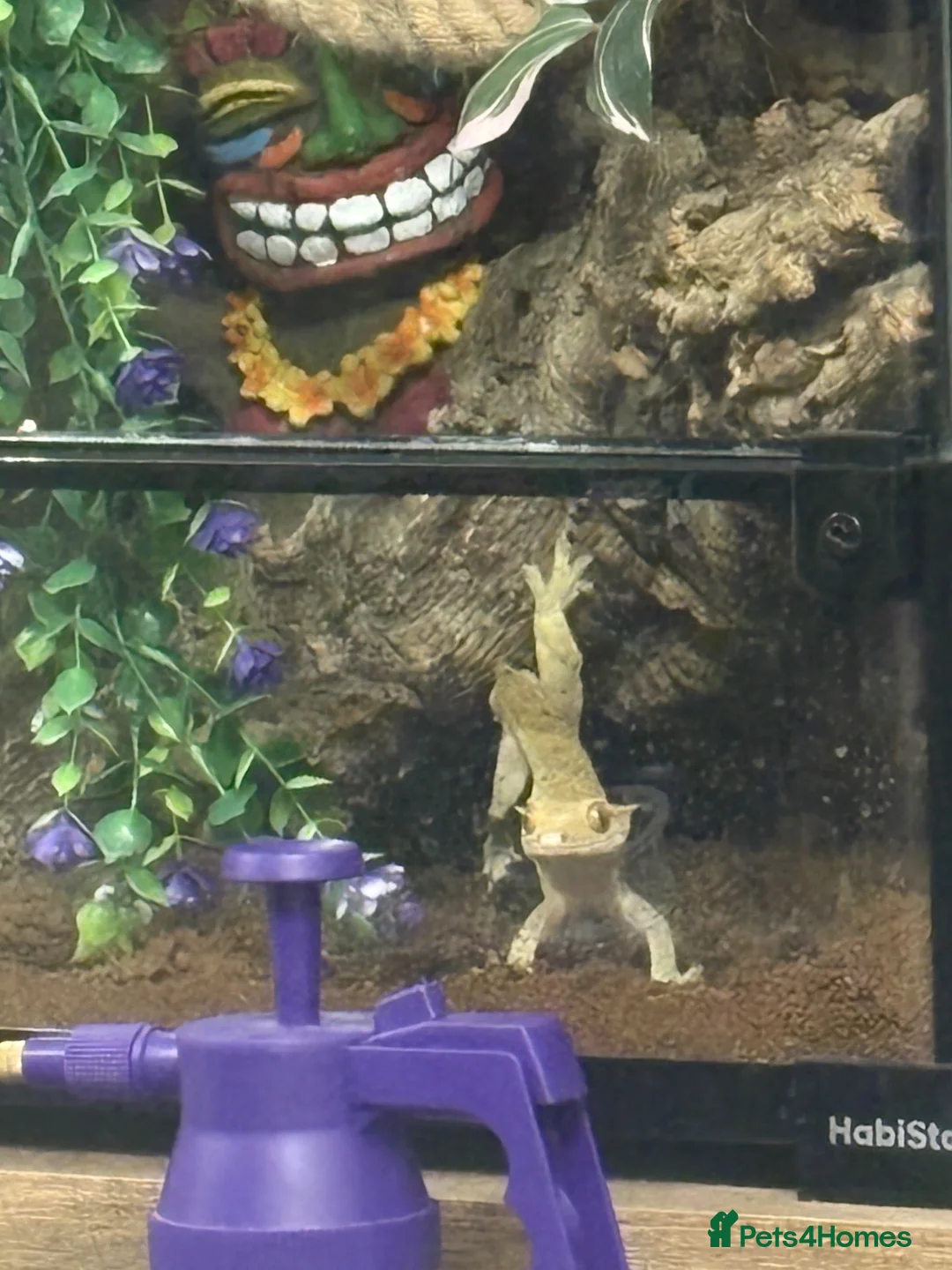 Gecko reptiles for sale: 2 year old Male Crested Gecko with Full Set Up in St. Neots - Advert 2